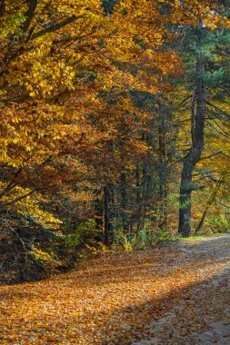 Sonbahar ormanının parlak renkleri, dağlarda sonbahar.