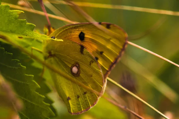Gele vlinder Zerene cesonia zittend op het gras — Stockfoto