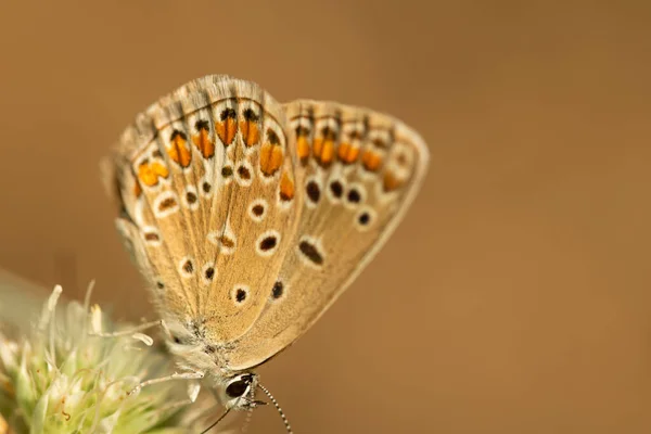 Polyommatus icarus é uma pequena borboleta da família Lycaenidae. — Fotografia de Stock