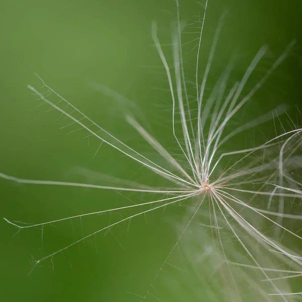 Zomer achtergrond - whitening pluis van een plant — Stockfoto