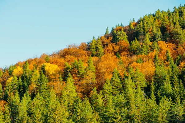 Warna cerah dari hutan musim gugur, musim gugur di pegunungan — Stok Foto