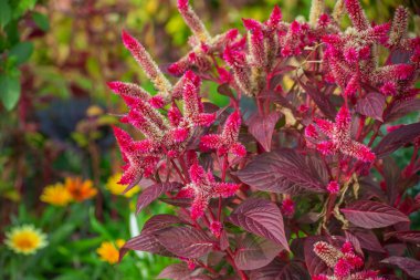 Bahçedeki bir çiçek tarhında Amaranth çiçekleri