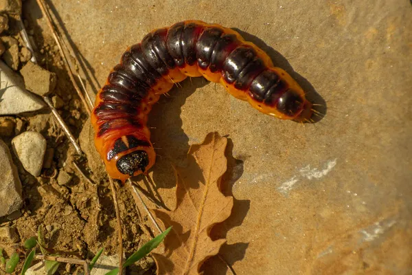 Large orange wood pest Goat moth caterpillar Cossus cossus crawling on stones. — Stock Photo, Image