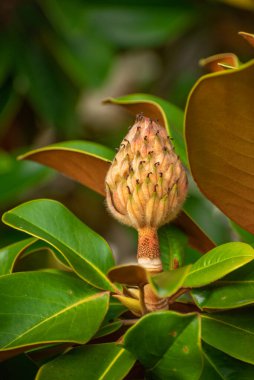 Manolya ağacının meyvesine yakın çekim. Sonbahar. Hasat. Magnolia ihtişamı