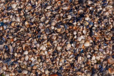 Sahilde küçük deniz kabukları. Kabuğun arkaplanı