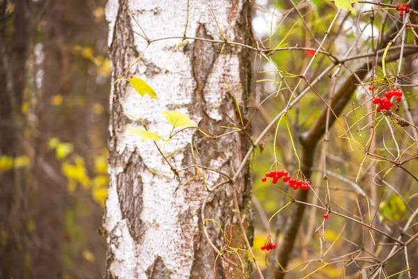 秋末在森林里- -桦树树干和红莓 — 图库照片