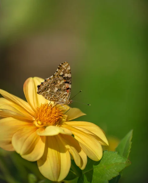 Mariposa marrón sorbe de flor amarilla — Foto de Stock