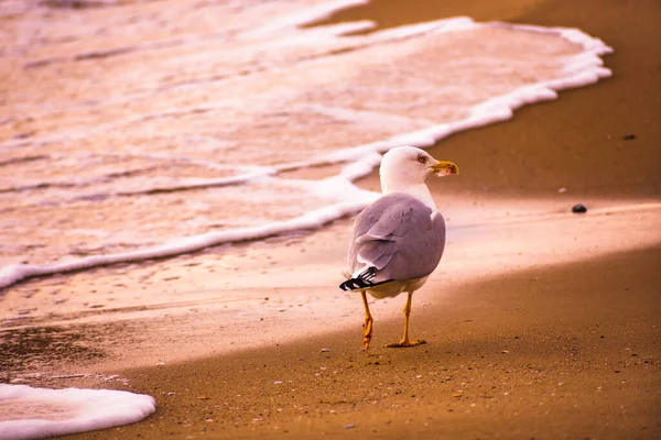 Seagull Walks Seashore Sunset — Stock Photo, Image