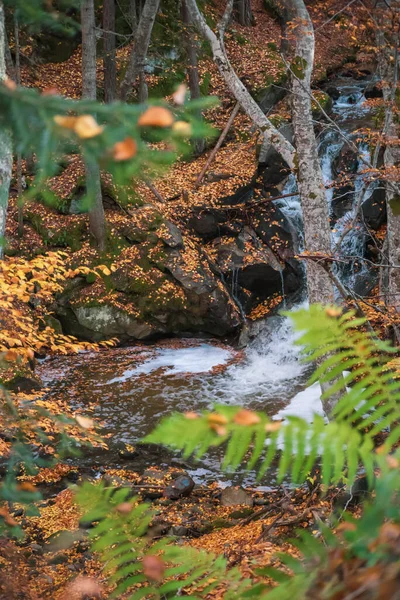 Autumn forest - the stream flows among the beech trees — Stock Photo, Image