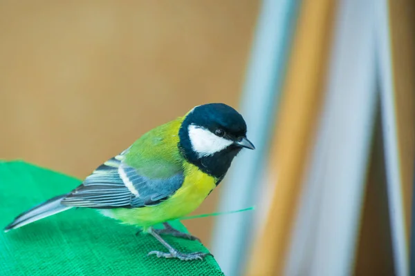 The bird tit sits on the table on the balcony of the house. — Stok fotoğraf