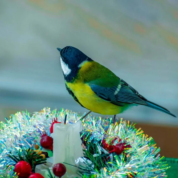 Bir meme faresi, Noel süsleriyle dolu bir masada yemek yer. — Stok fotoğraf