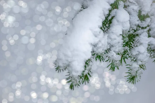 Sfondo invernale - ramo di abete rosso nella neve — Foto Stock