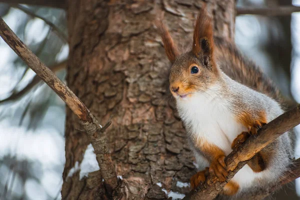 Egy szürke télikabátos mókus ül egy fán. Eurázsiai vörös mókus. Sciurus vulgaris. — Stock Fotó