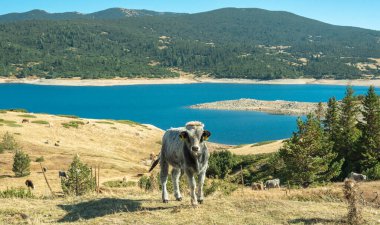 Bulgaristan 'daki Rila ve Rodop dağları arasında Belmeken Gölü