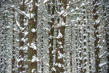 Karla kaplı dal. Karla kaplı ağaçlarla kaplı güzel kış manzarası