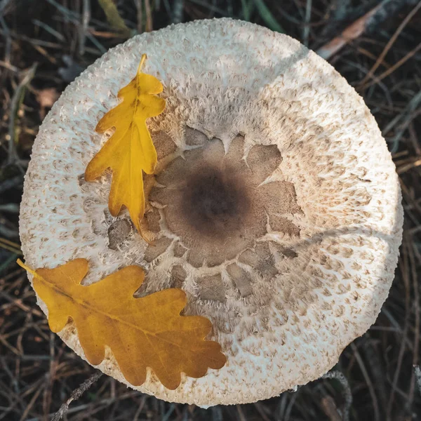 Edible Mushroom Hat Autumn Oak Leaves — Stockfoto