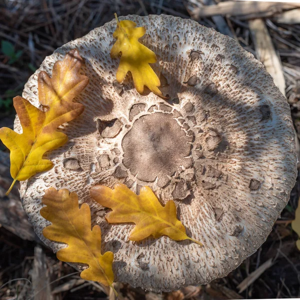 Cappello Fungo Commestibile Con Foglie Quercia Autunnale — Foto Stock