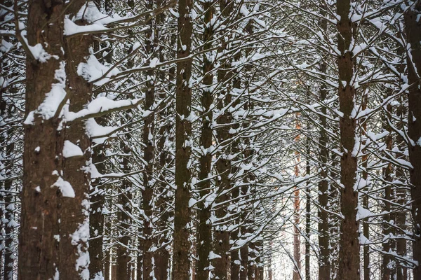 나뭇가지를 덮는다 아름다운 눈덮인 나무들 — 스톡 사진