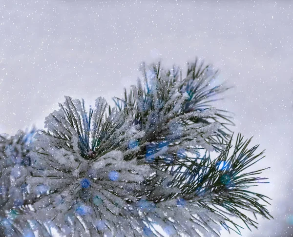Detail Borovice Pokryté Sněhem Námraza Zimě — Stock fotografie
