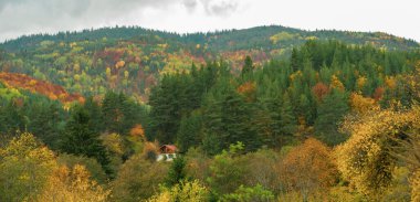 Bulgaristan 'ın Rodop dağlarında çok renkli ağaçlar