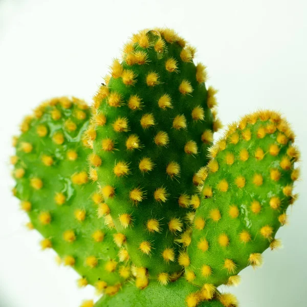 Cactus verde con spine gialle primo piano, macro — Foto Stock