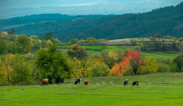 Пасовище в горах Болгарії поблизу села Добрско.. — стокове фото