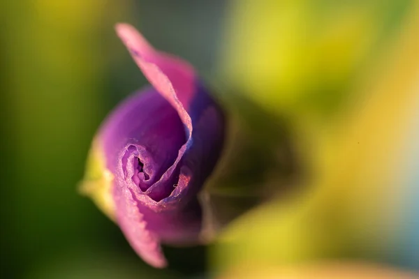 Fechar de um botão de íris roxo. Fundo floral. — Fotografia de Stock