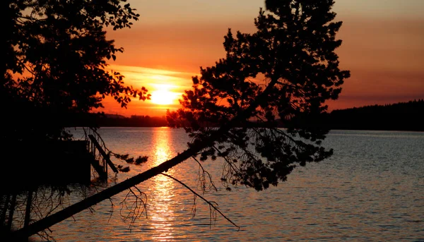 Coucher Soleil Été Lycksele Avec Des Arbres Contre Jour — Photo