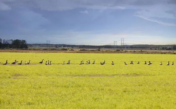 Göçmen kazlar güneye uçmak için toplanıyor. 