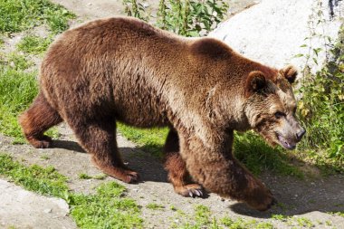 Lycksele, Norrland İsveç - 2 Temmuz 2020: Büyük kahverengi ayı erkek. 