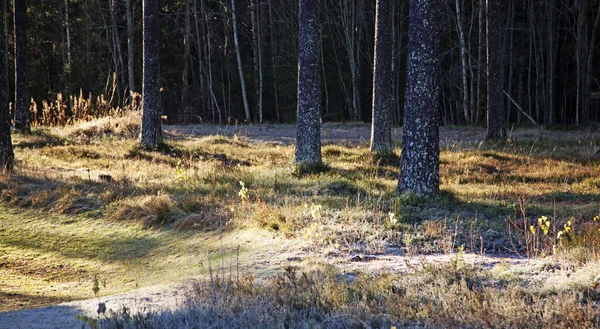 Primeira Geada Floresta Com Luz Solar Mágica — Fotografia de Stock