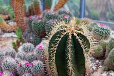 yeşil kamış kaktüsü ön planda diğer çeşitleri arka planda 