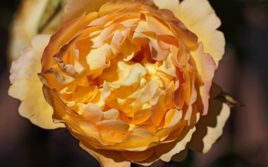 Yukardan gelen sarı bir gül ve neredeyse kahverengiye dönmüş yapraklar. 