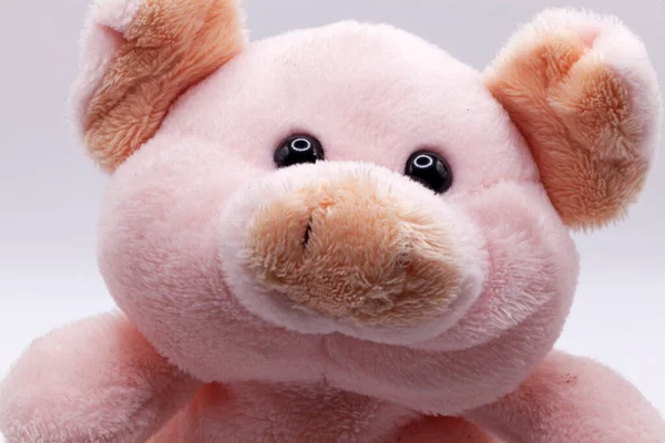 Animal Peluche Représentant Jeune Porc — Photo