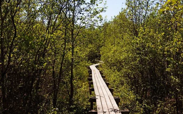 Holzpfad Durch Den Wald — Stockfoto