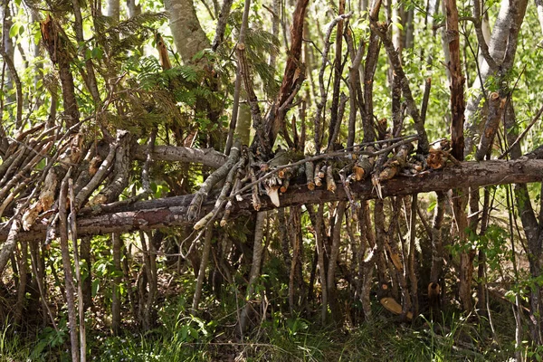 Szélcsend Építésének Kezdete Erdőben — Stock Fotó