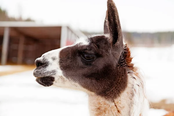 Llama Adulta Perfil Una Granja Invierno —  Fotos de Stock