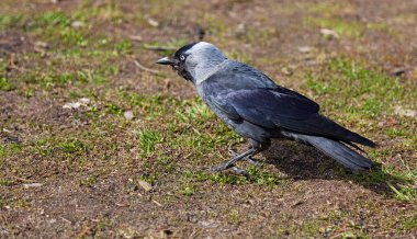 Karga çimlerde yiyecek arıyor.