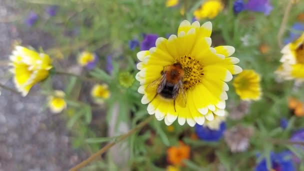 Bumblebee Eating Yellow Flower — Vídeo de stock
