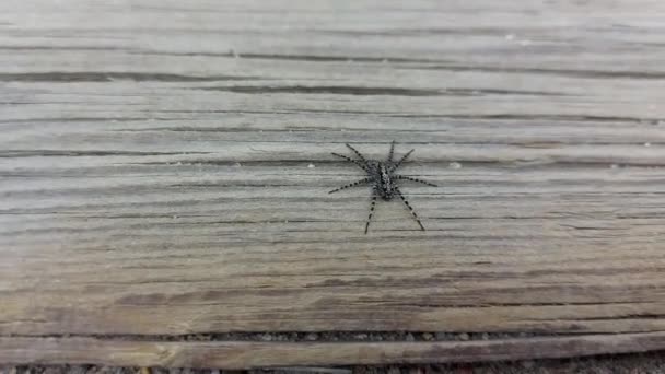 Large Spider Resting Running Its Way — Stock videók
