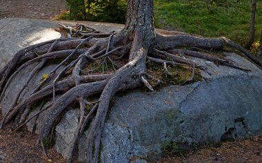 Kökleri ona yapışan bir kayanın üzerinde büyüyen ağaç.