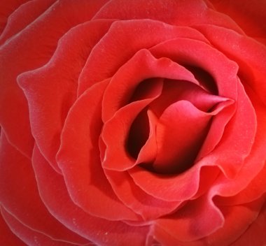 Rose Close Up clipart