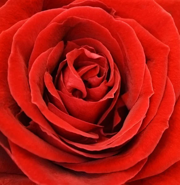 Rose da vicino — Foto Stock