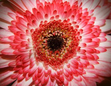 Gerbera
