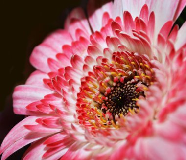 Gerbera