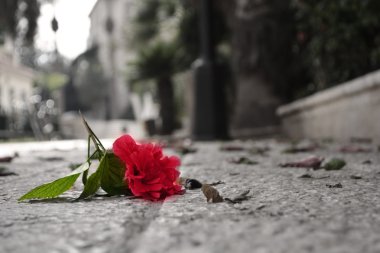 Fallen çiçek