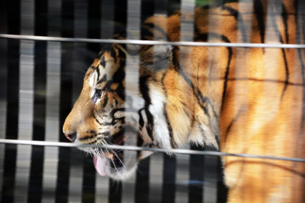 Tigre na gaiola Imagem De Stock