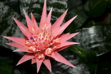 Pembe orkide çiçeği.