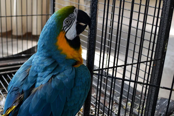 Timido pappagallo colorato Immagine Stock