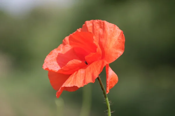 Roter Mohn — Stockfoto